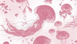 stan: chuu, karina, red velvet, aespa, new jeans, yena, (g)i-dle, my streamers favs.